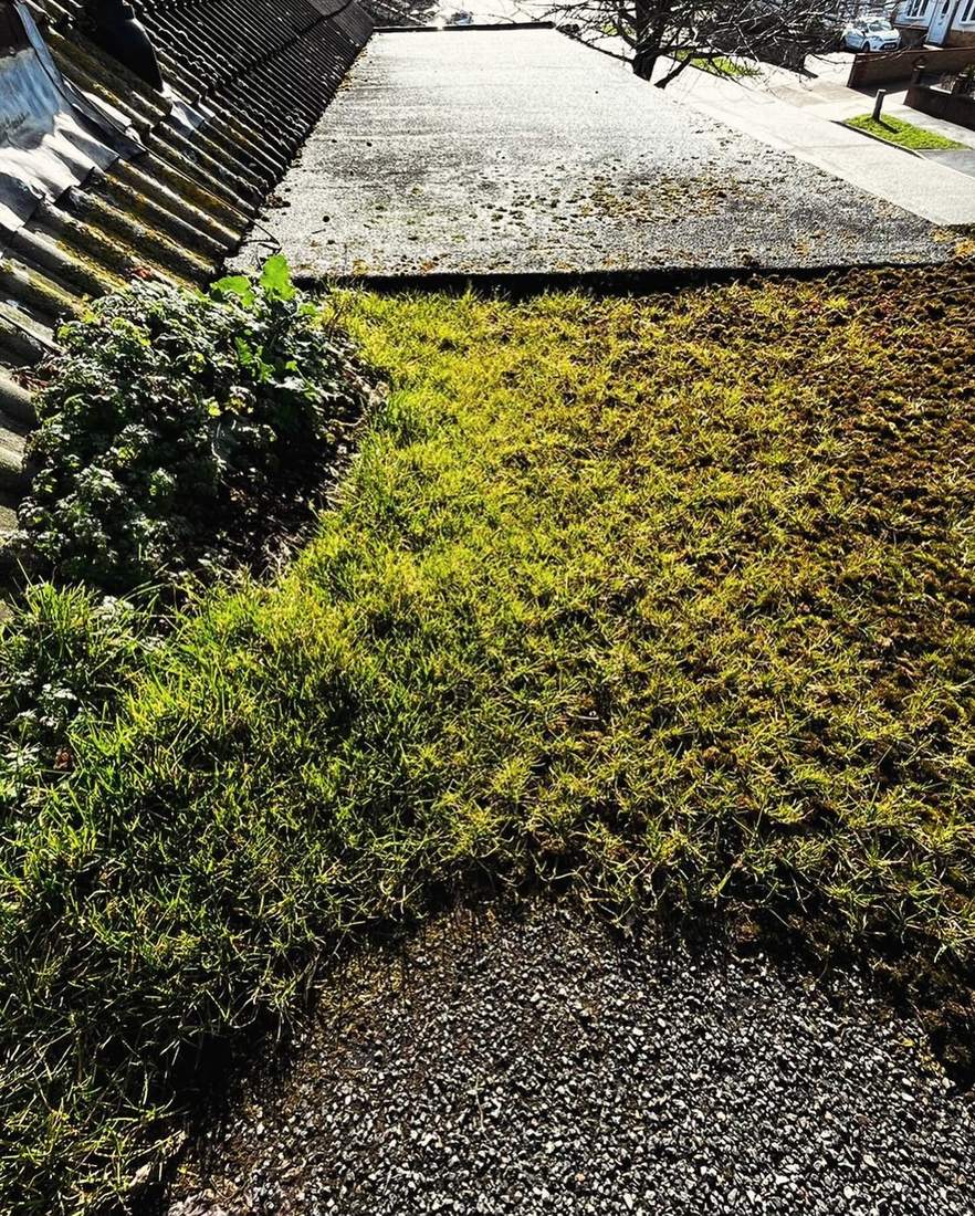 Failed flat roof covered in moss and grass